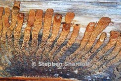 scolytus thumbnail graphic